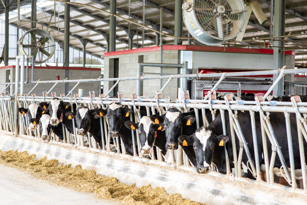 La filosofía Lely para el ordeño en grandes explotaciones (V): los nueve toques a las vacas y el uso de las áreas de separación