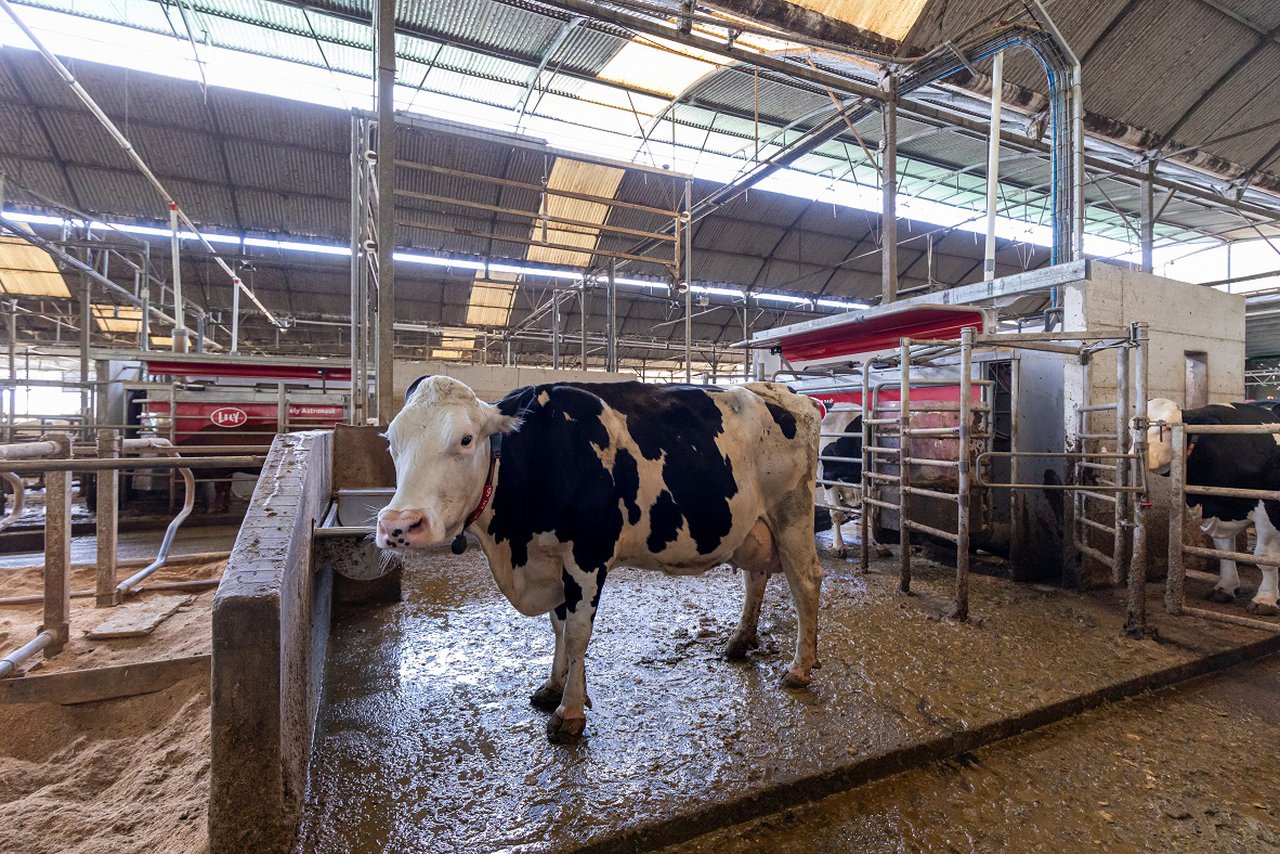 La filosofía Lely para el ordeño en grandes explotaciones (III): la alimentación en el robot de ordeño