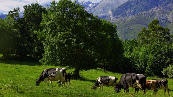 La campaña europea “Cuenta con los productos lácteos europeos” incide en la sostenibilidad de los lácteos