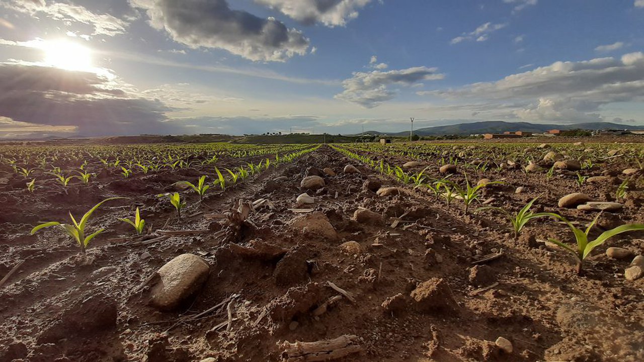 Callisto Plus e Mistral Plus, novidades do catálogo herbicida para millo de Syngenta