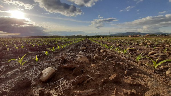 Callisto Plus e Mistral Plus, novidades do catálogo herbicida para millo de Syngenta