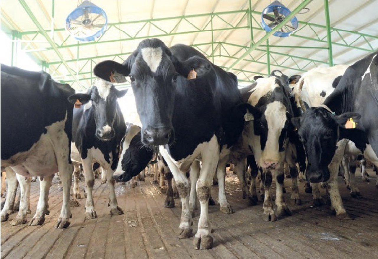 Efectos del estrés por calor y el enfriamiento de las vacas en la economía de la granja lechera (I)