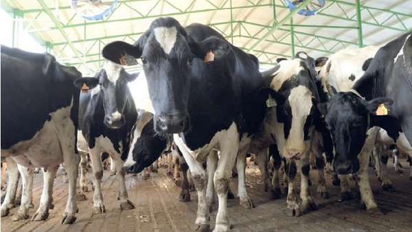 Efectos del estrés por calor y el enfriamiento de las vacas en la economía de la granja lechera (I)
