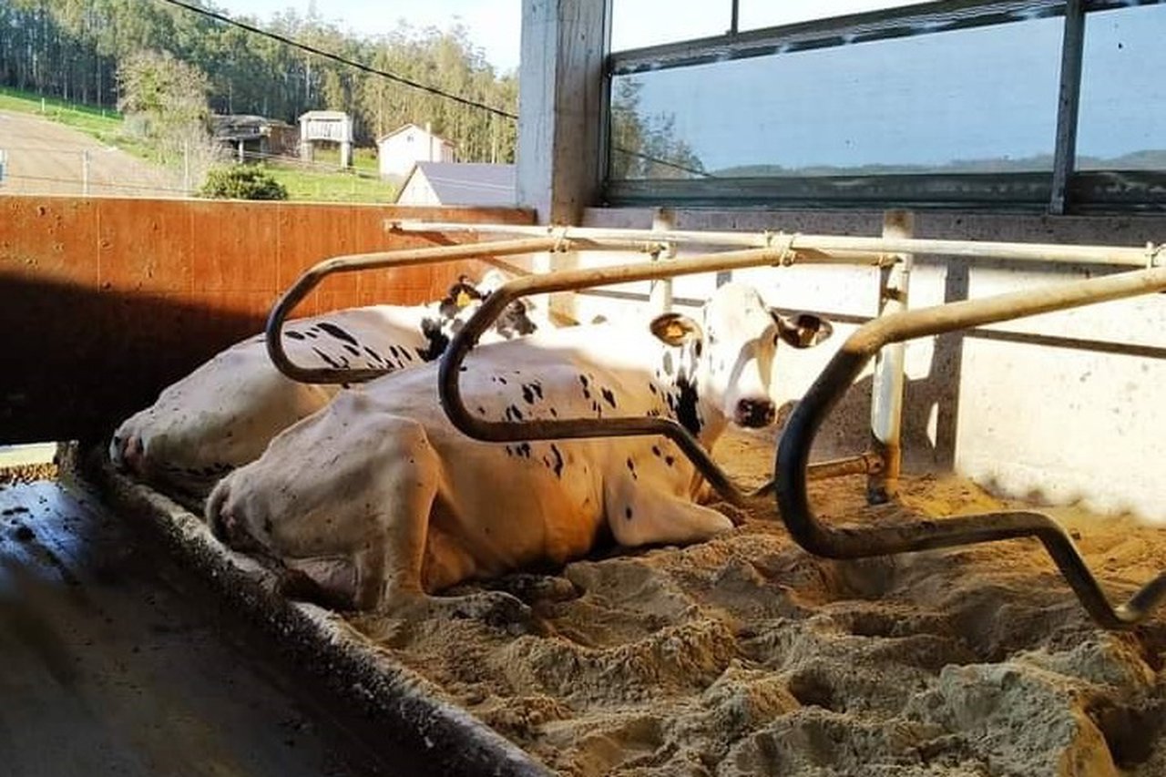 Ganadería Rodasinde, San Rián y Mantoño Holstein lideran los listados de mejores granjas de Galicia en 2021