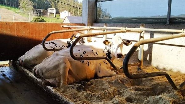 Ganadería Rodasinde, San Rián y Mantoño Holstein lideran los listados de mejores granjas de Galicia en 2021