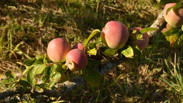 Medio Rural suministrará a los colegios con fruta fresca, castañas y leche el próximo curso