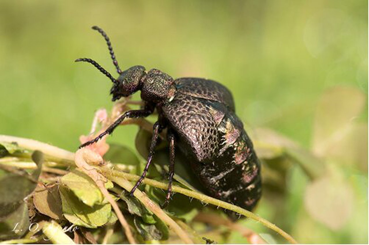 Concurso fotográfico para fomentar o coñecemento sobre a biodiversidade en explotacións agrícolas