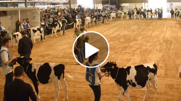 ¡El concurso frisón de Menorca, en vídeo!
