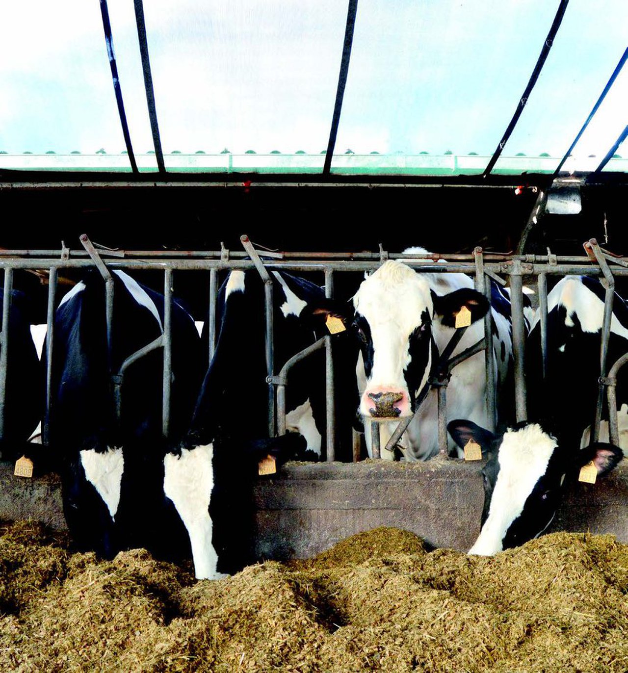 Metionina: mucho más que proteína en leche