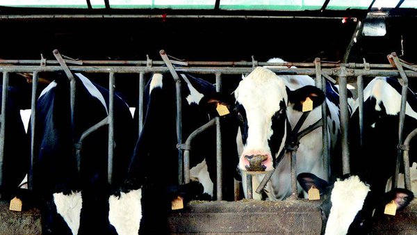 Metionina: mucho más que proteína en leche