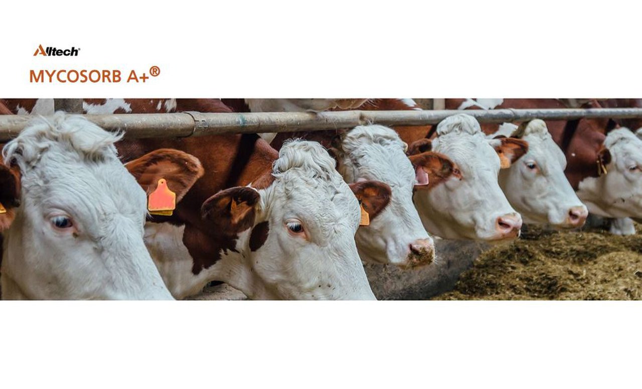 Mycosorb A+®, de Alltech, recibe a certificación de Carbon Trust