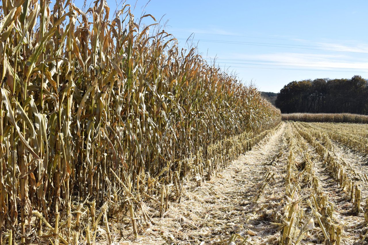 Agroseguro abre el plazo para suscribir el seguro de producciones agrícolas