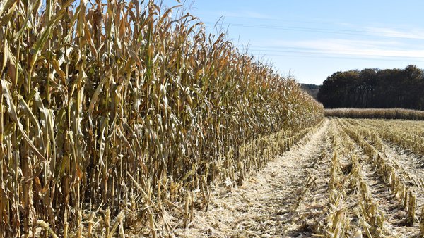 Agroseguro abre el plazo para suscribir el seguro de producciones agrícolas