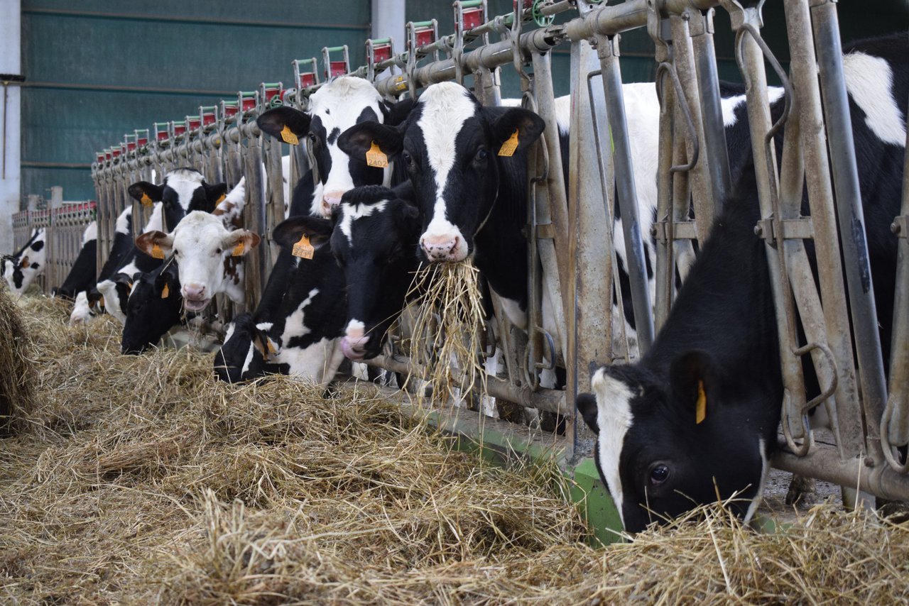 Repunte en el precio medio de la leche en España en el mes de septiembre