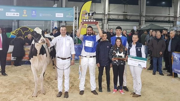Rey 642 Yudi Doorman, vaca gran campeona de Galicia 2018