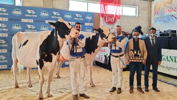 Rey 814 Beemer Yuri revalida el título de vaca gran campeona de Galicia