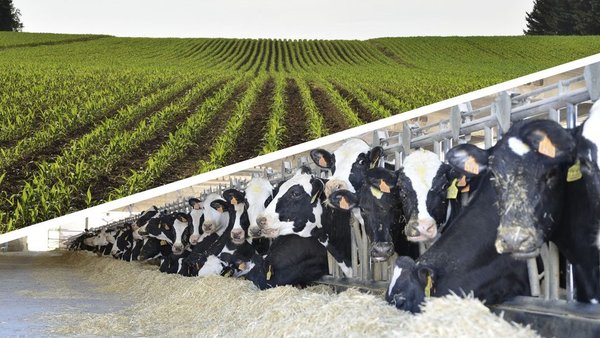 Eficiencia en granjas de leche y posibilidades del riego en el maíz