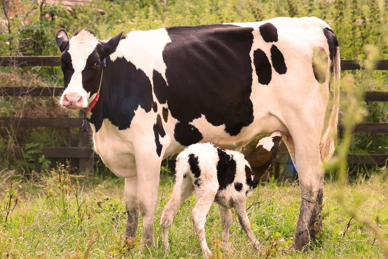 MSD Animal Health demuestra la eficacia de un anticuerpo monoclonal contra el Cryptosporidium parvum en ganado vacuno