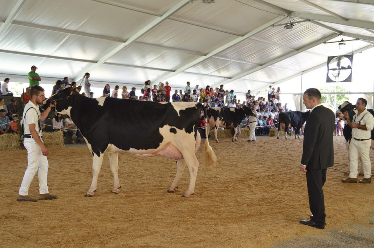 El Concurso frisón de Murtosa 2018,  ¡ya en vídeo!