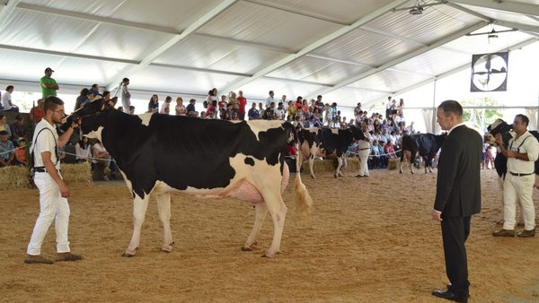 El Concurso frisón de Murtosa 2018,  ¡ya en vídeo!