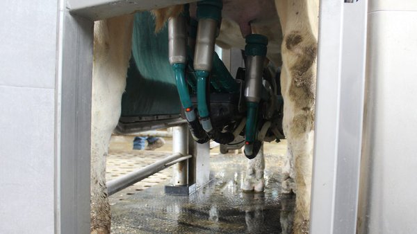 La Xunta organiza en Curtis un curso sobre técnicas de ordeño, alimentación y bienestar animal