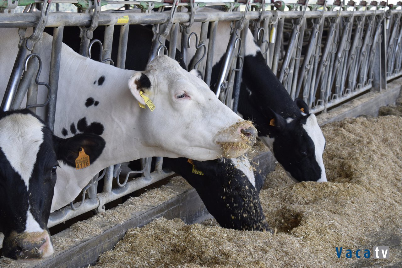 Claves para “impulsar” el bienestar y la producción de leche al inicio de la lactación