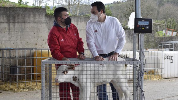 Gorrello: na busca dunha recría mellor e máis rentable