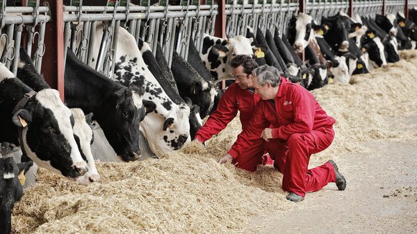 Nanta Dairy Robot optimiza o rendemento do robot de muxido