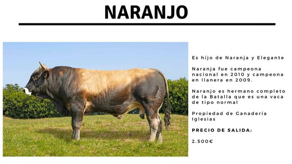 Otro de los toros que se subastará es Iglesias Elegante Naranjo