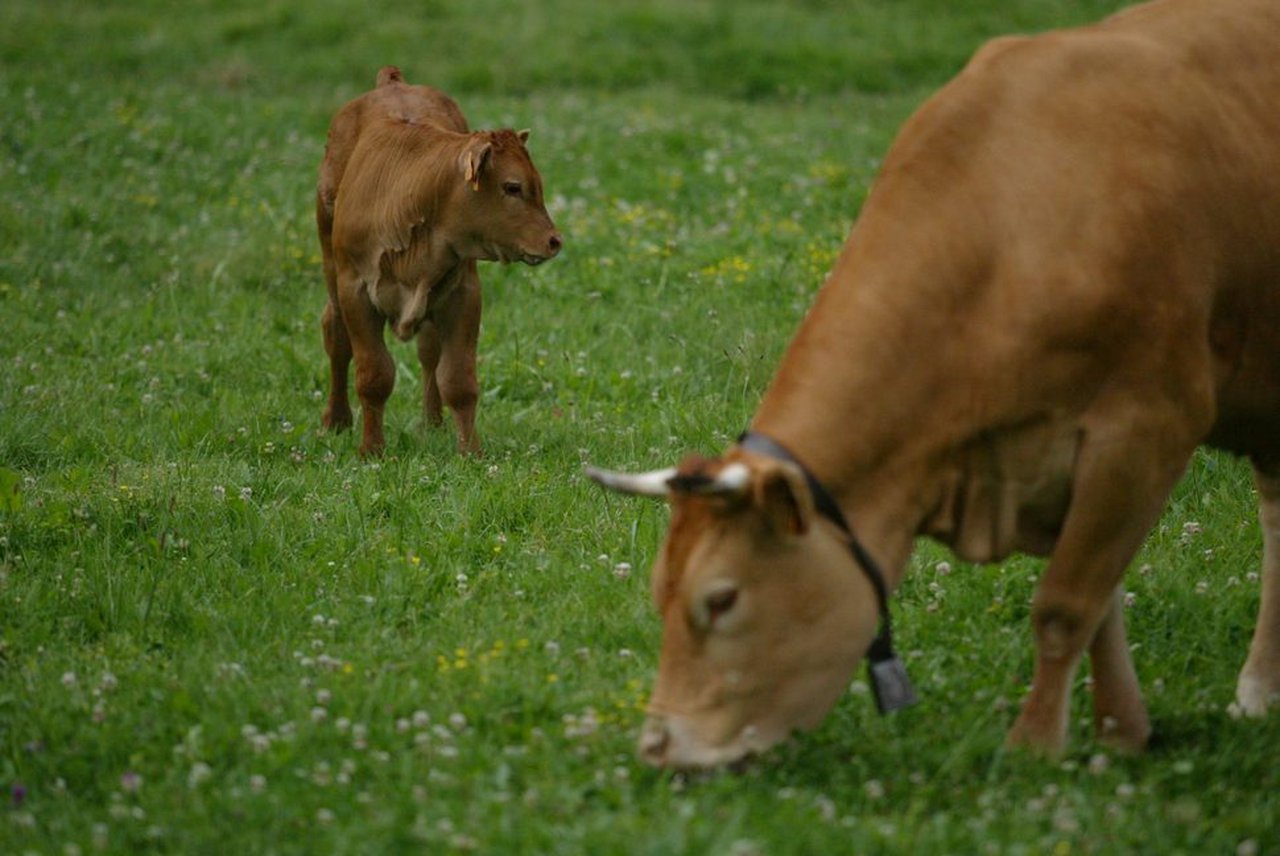 Nuevo método permite medir las emisiones de metano de las vacas en el aire exhalado en la eructación
