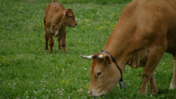 Nuevo método permite medir las emisiones de metano de las vacas en el aire exhalado en la eructación
