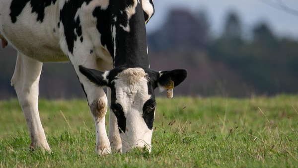 La selección genética y la alimentación pueden reducir las emisiones de metano del vacuno lechero en un 20 %