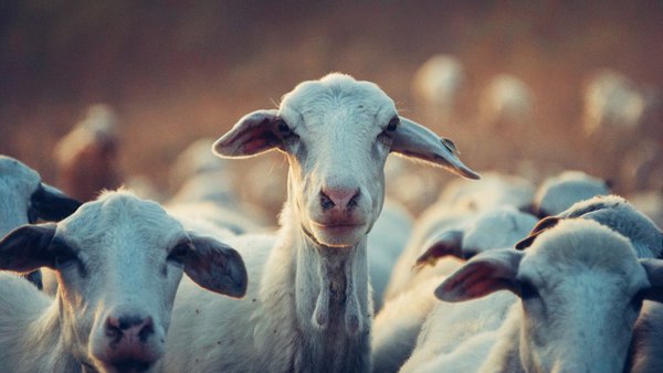 Neiker trabaja en el desarrollo de una vacuna frente a la tuberculosis animal