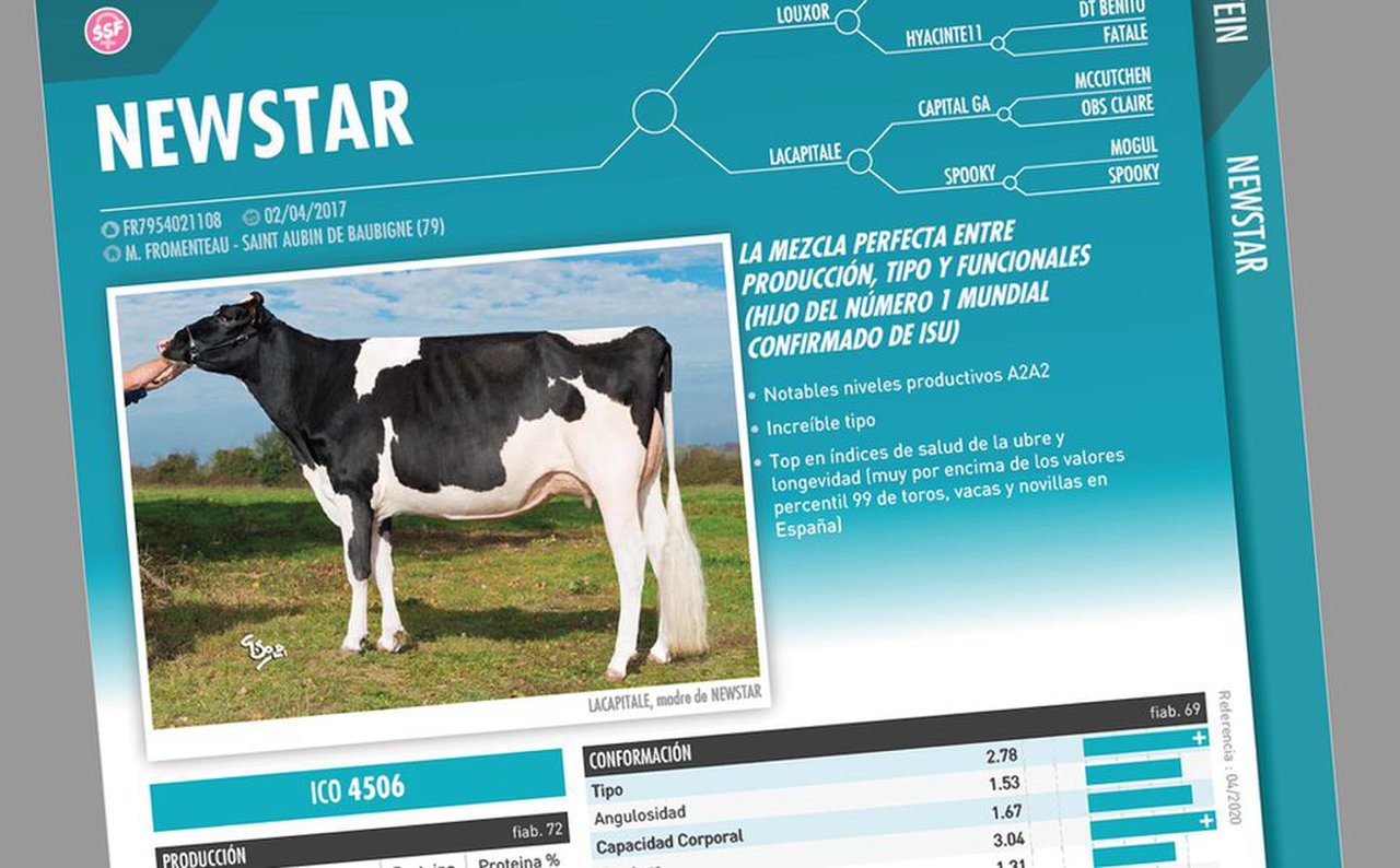 Newstar (Evolution Iberica XY), seleccionado en seme sexado pola Mesa de Selección de Covap