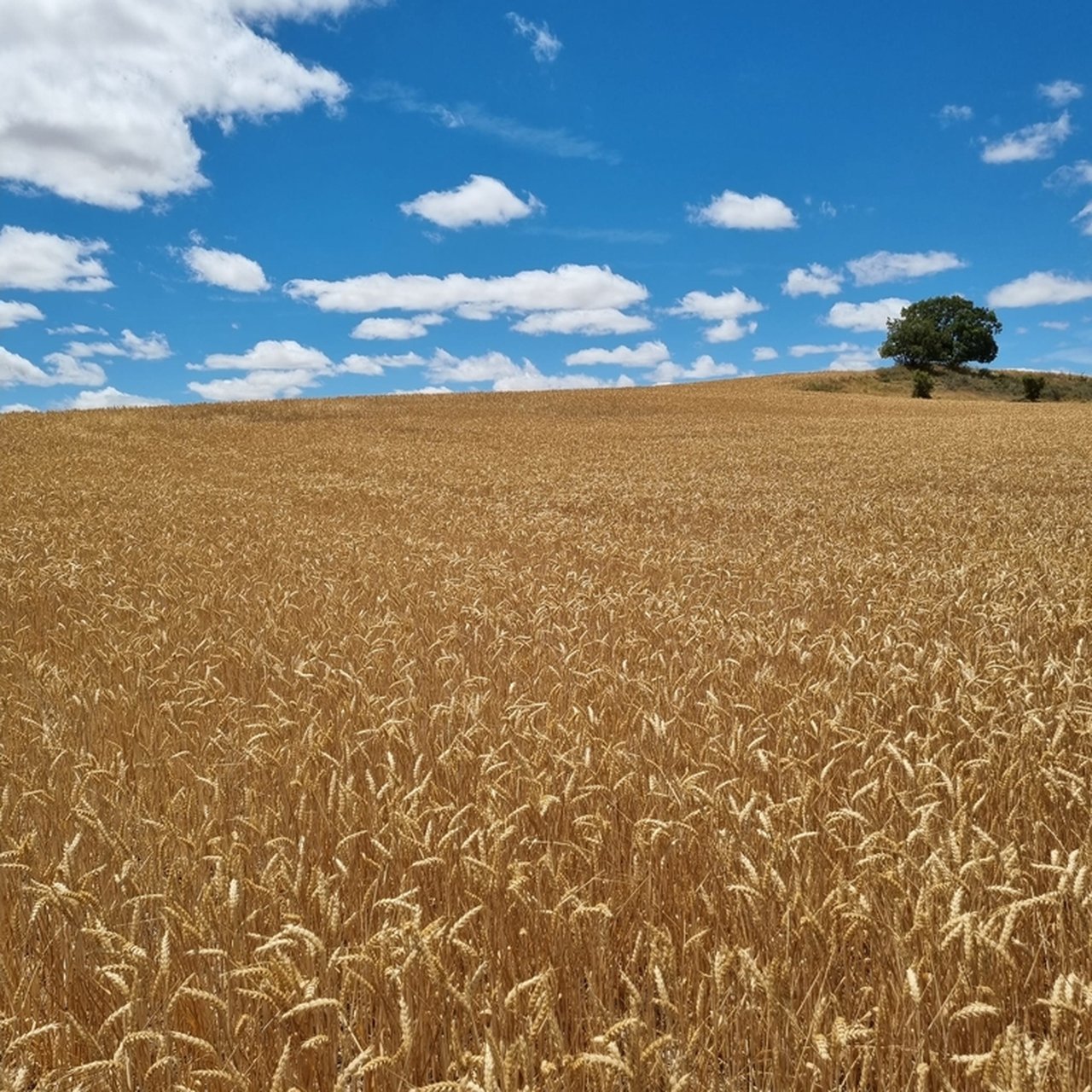 2,7 millones de hectáreas de cultivos herbáceos cuentan con la protección del seguro agrario frente a la sequía