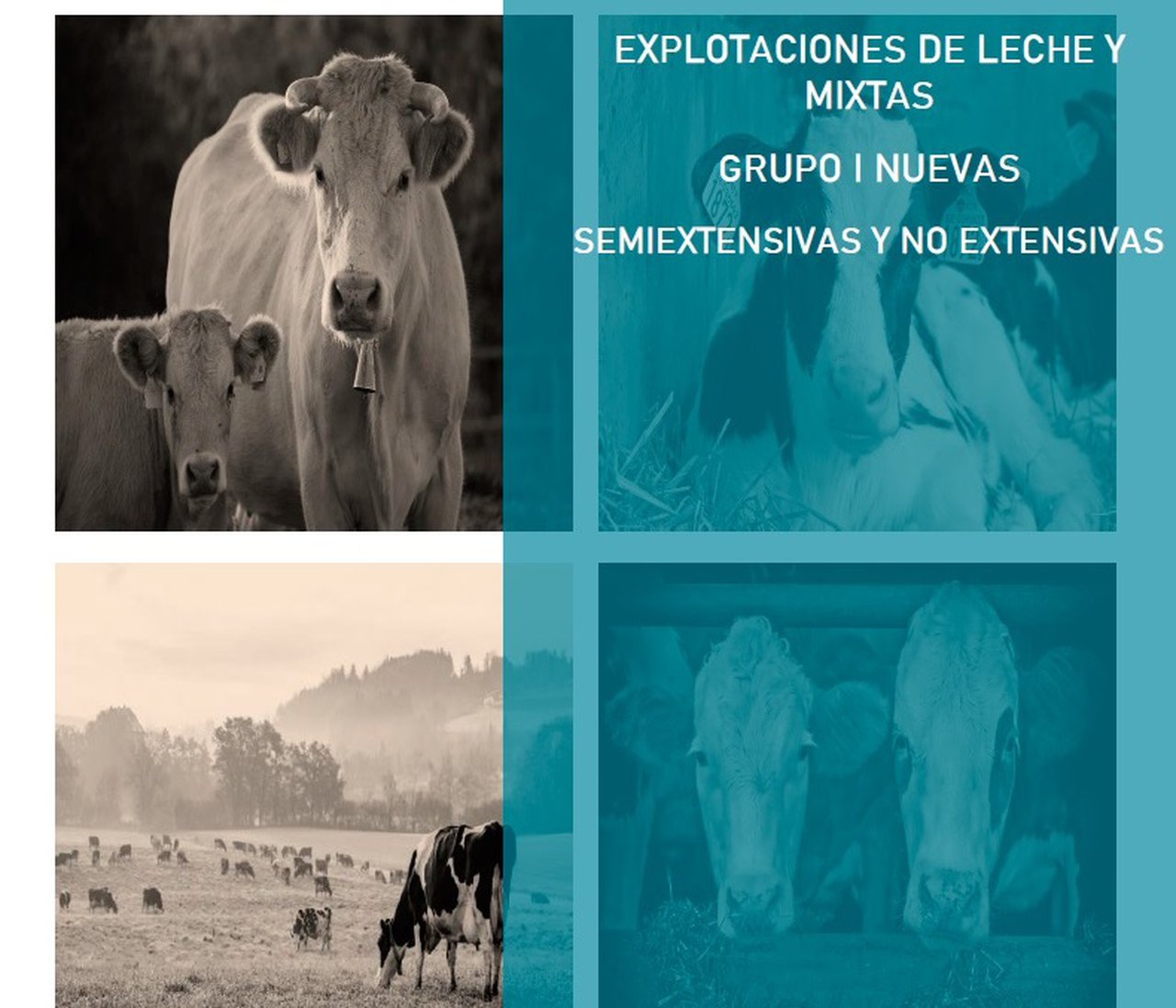 El Ministerio de Agricultura, Pesca y Alimentación publica una guía informativa sobre la nueva normativa de las granjas de ganado bovino
