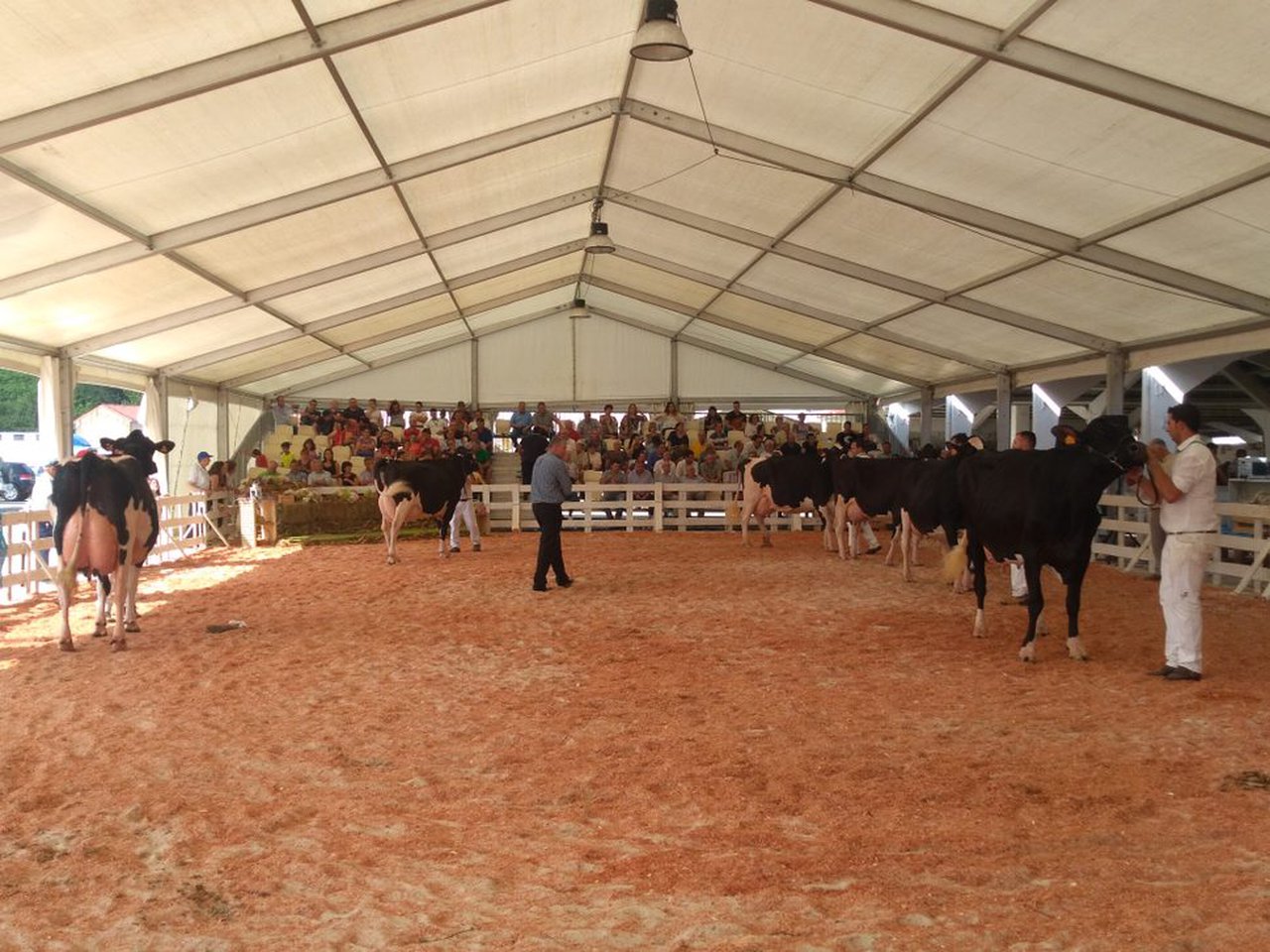 El concurso frisón de Tineo se celebrará el 31 de agosto en horario nocturno