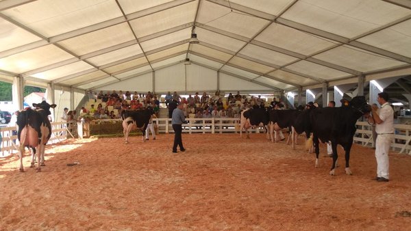 El concurso frisón de Tineo se celebrará el 31 de agosto en horario nocturno