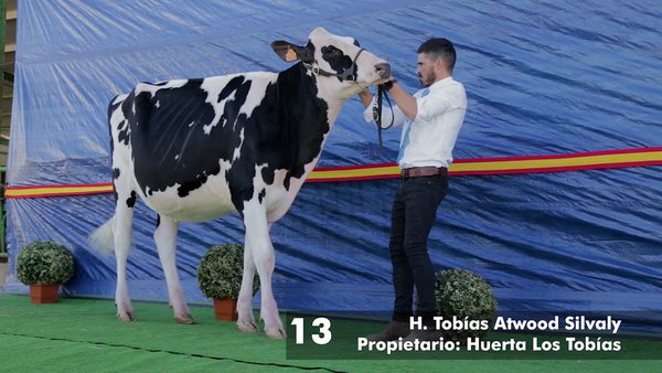 H.Tobias Atwood Silvaly se proclama gran campeona de novillas en Dos Torres