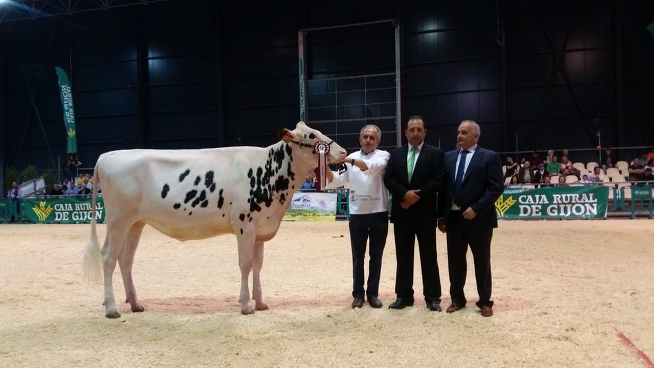 La novilla campeona de Asturias se llama Badiola Solomon Kurkova