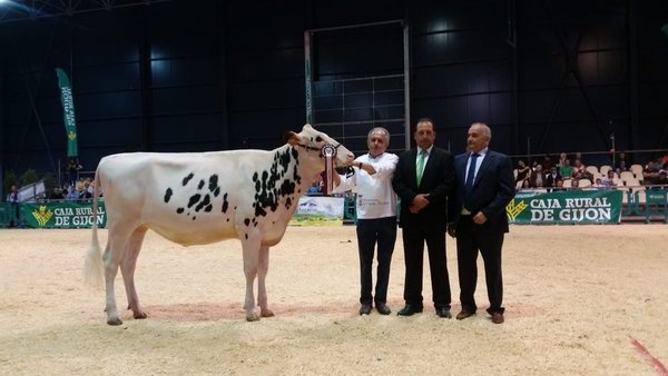 La novilla campeona de Asturias se llama Badiola Solomon Kurkova