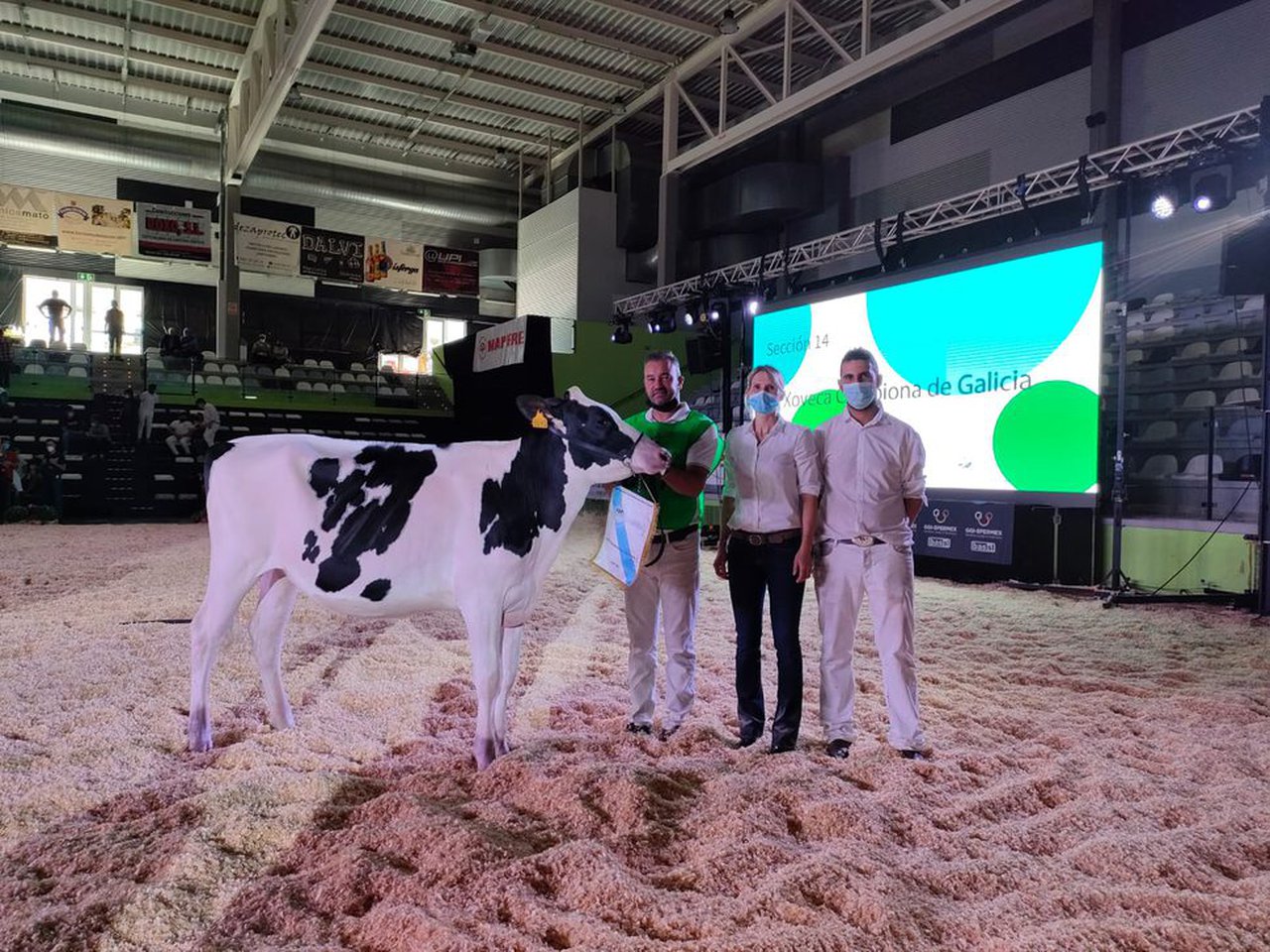 Rey 977 Chief Genesis se acaba de proclamar novilla gran campeona de Galicia