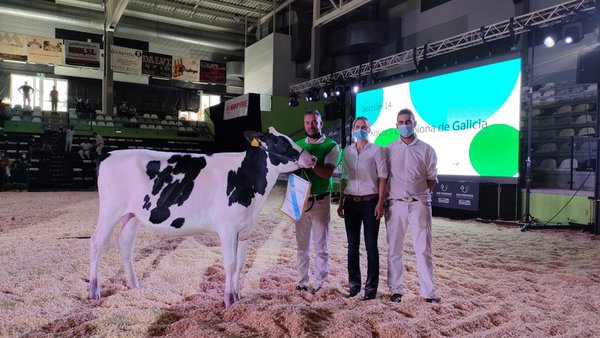 Rey 977 Chief Genesis se acaba de proclamar novilla gran campeona de Galicia