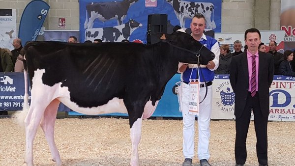Vistahermosa Doorman Fani ET se proclama novilla gran campeona de Muimenta