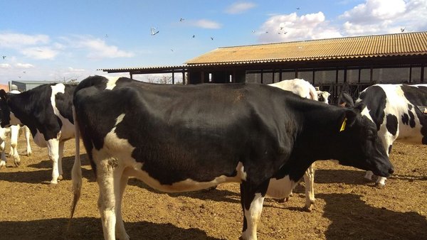 Venta de novillas próximas al parto