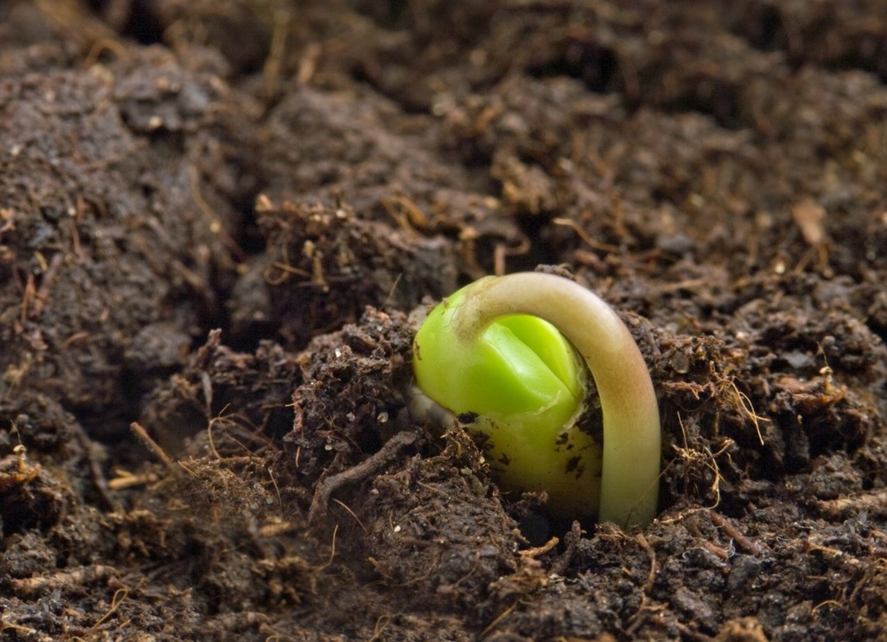 Aprobado el primer real decreto para adaptarse a la normativa sobre sanidad vegetal de la UE