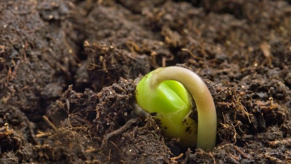 Aprobado el primer real decreto para adaptarse a la normativa sobre sanidad vegetal de la UE