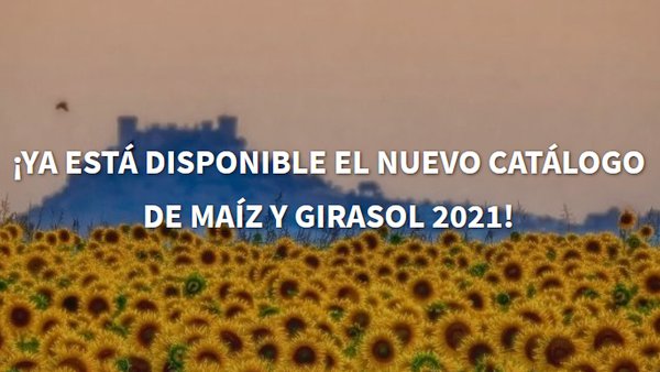 Novo catálogo de millo e xirasol LG, novidades para todas as necesidades