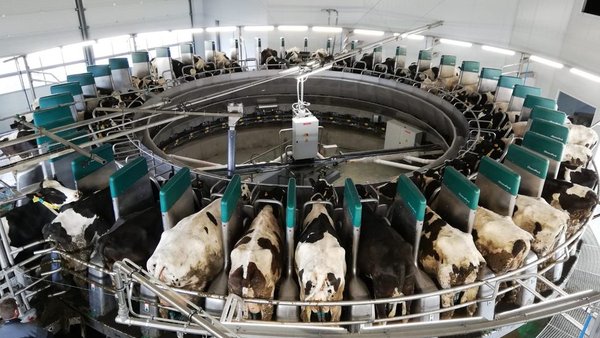 GEA pon en marcha a primeira sala de muxido robotizada en España