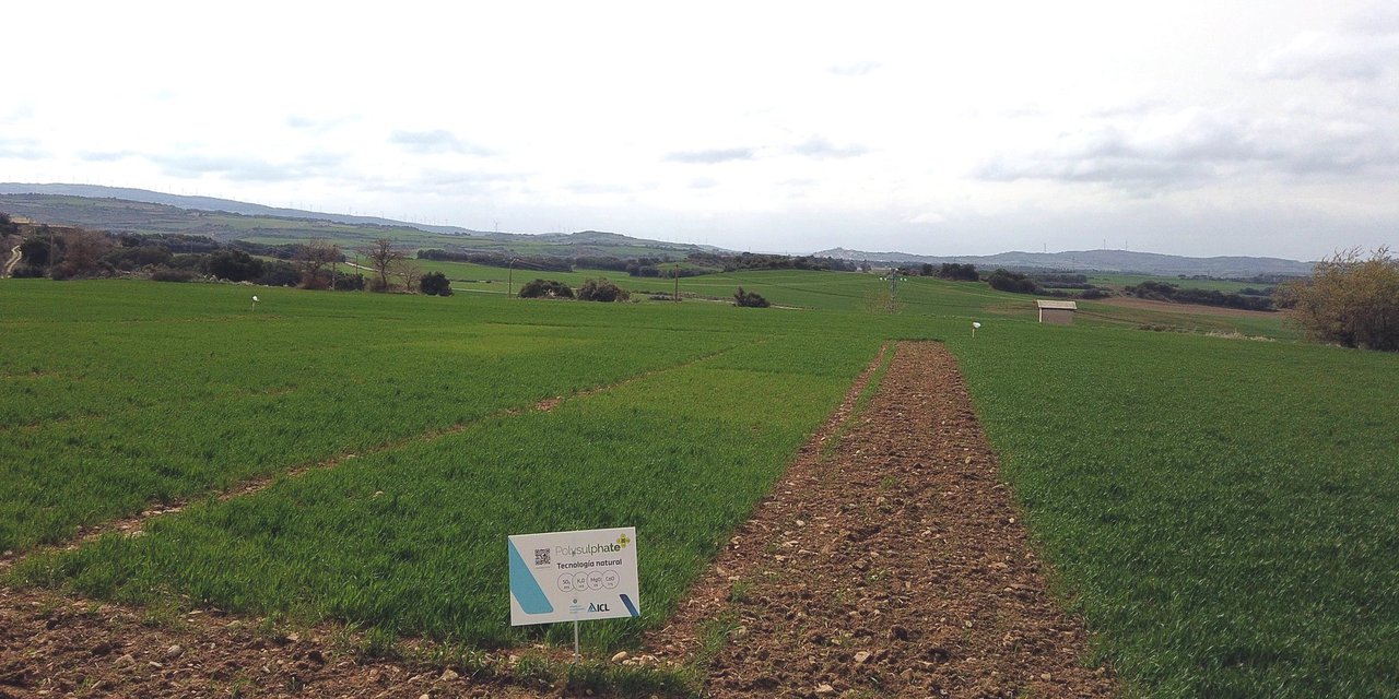 ICL combina Agromaster con Polysulphate para aumentar a produción de cereal de forma sustentable